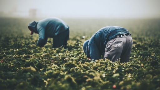 Fourth world berries: addressing the "essentiality" of Europe's food workers